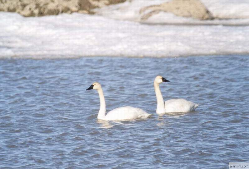 Swans