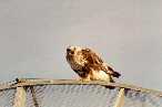 Rough-Legged Hawk